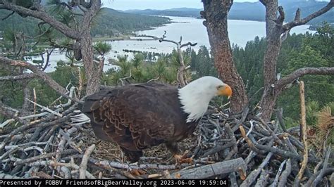 eagle cam youtube|big bear bald eagle nest cam live right now.